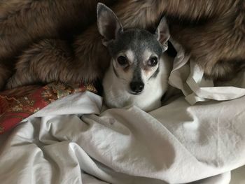 Portrait of dog relaxing on bed at home