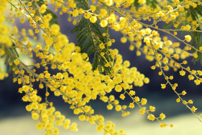 Yellow flowers growing outdoors