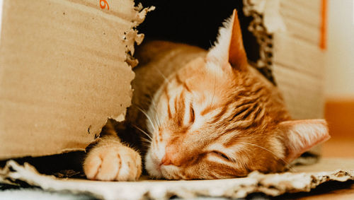 Close-up of a sleeping cat