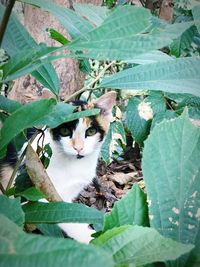 High angle portrait of cat on plant