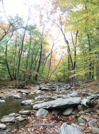 Scenic view of forest