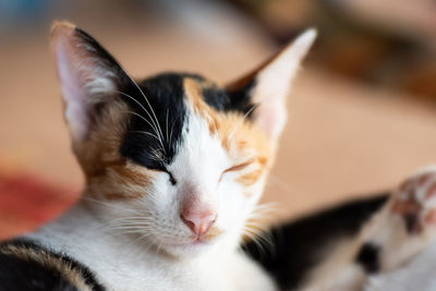 Close-up of cat with eyes closed at table