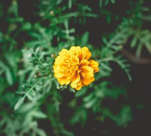Close-up of yellow flower blooming outdoors