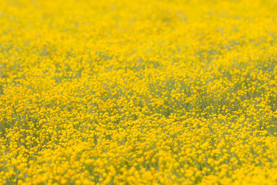 Full frame shot of yellow flowering plants on field