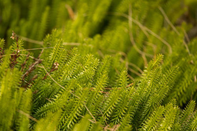 Close-up of pine tree