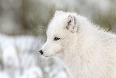 Close-up of dog during winter