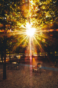Trees at sunset