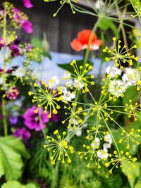 Close-up of purple flowering plant