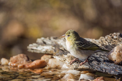 Close-up of bird perching on rock