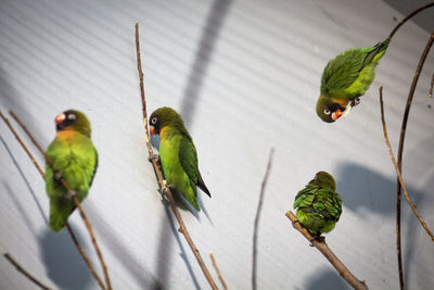 Close-up of parrots perching on branches