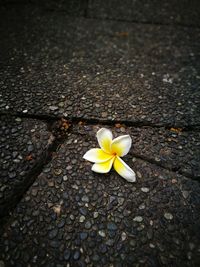 Close-up of frangipani blooming outdoors