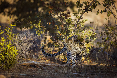 View of a cat on land