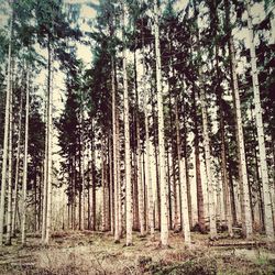 Trees in forest