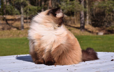 Furry cat outside on a windy day