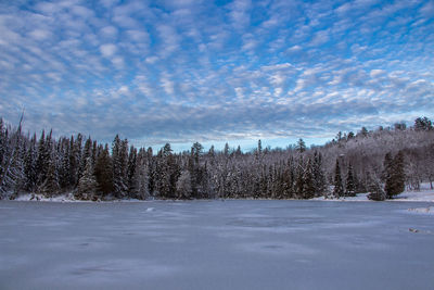 Panoramic view of pine trees during winter against sky