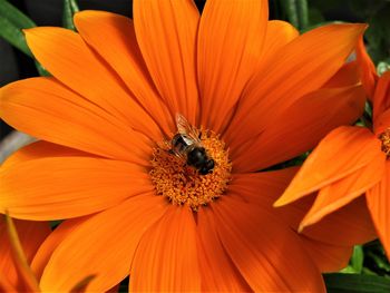 Close-up of insect on flower