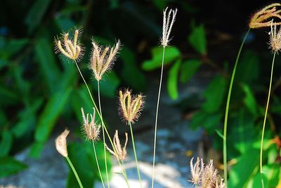 Close-up of thistle on field