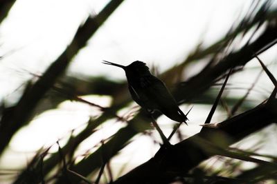 Bird perching on a branch