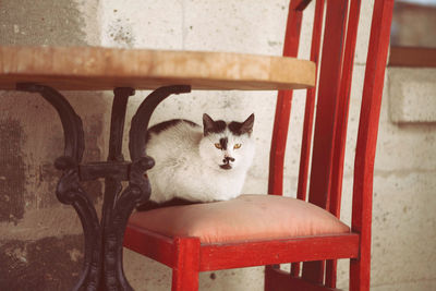 Portrait of cat sitting on chair