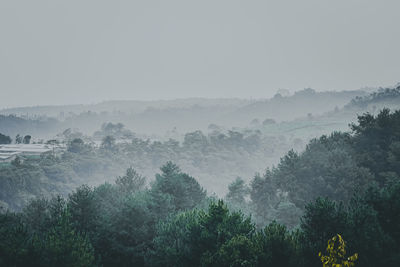 Panoramic shot of trees on landscape against sky