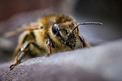 Close-up of bee on rock