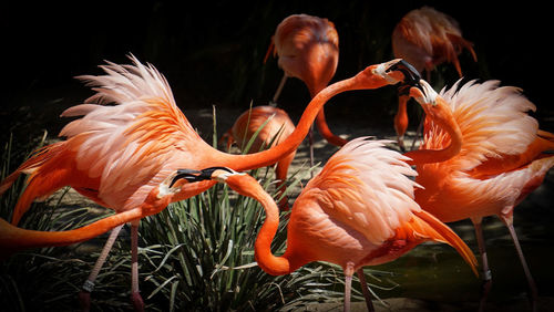 Flamingos in lake