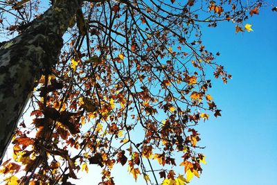 Low angle view of tree against clear blue sky