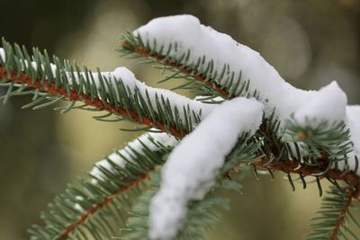 Close-up of pine tree during winter