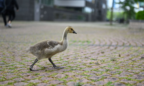 Canada geese