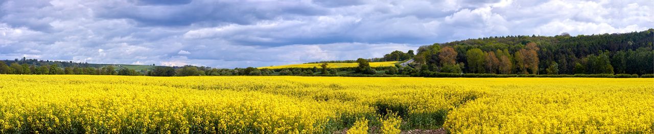 Panoramic view of oilseed rape field against sky