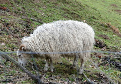 Sheep standing in a field