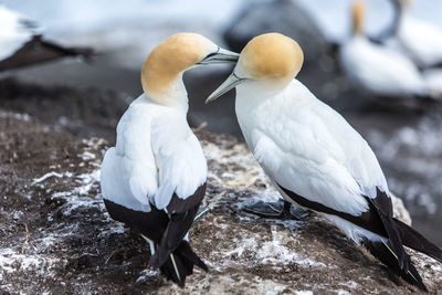 High angle view of birds perching