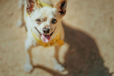 High angle view of portrait of dog