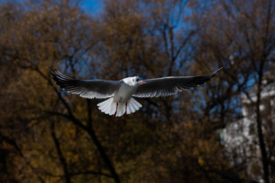 Low angle view of bird flying