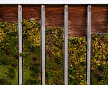 A vertical garden or living wall on a building exterior