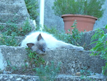 Portrait of cat on plants
