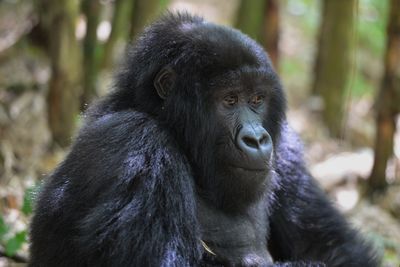 Close-up of monkey looking away