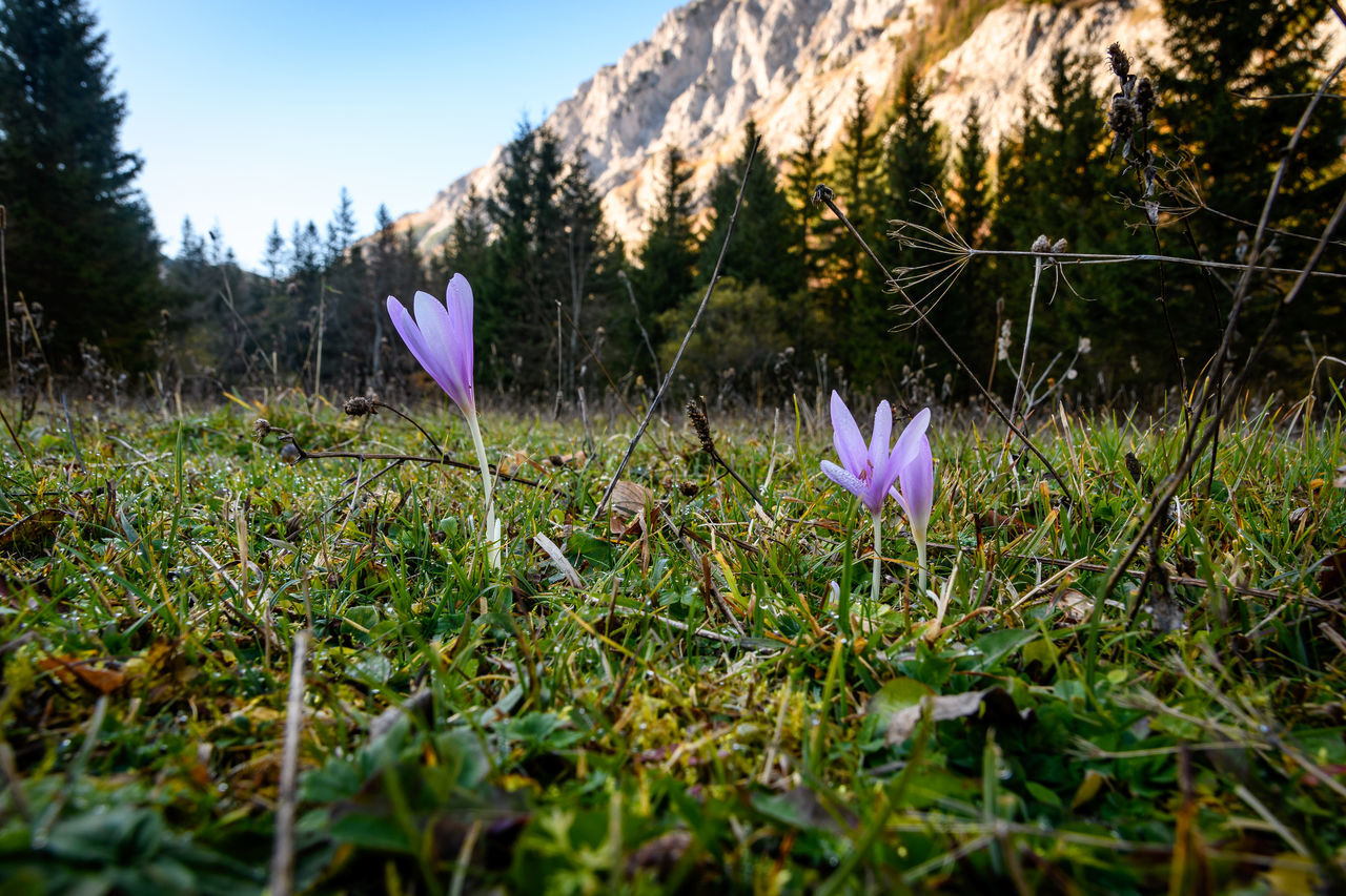 CLOSE-UP OF PURPLE CROCUS FLOWERS GROWING ON LAND