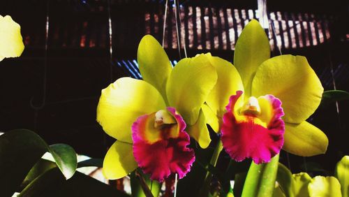 Close-up of yellow flowers