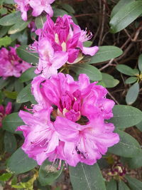 Close-up of pink flowers