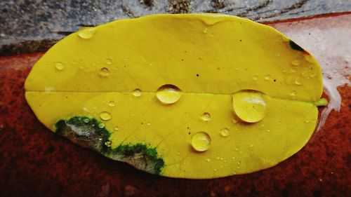 Close-up of water drops on leaf