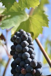 Close-up of grapes growing on tree