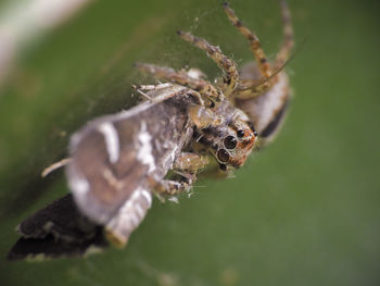 Close-up of spider