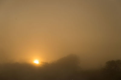 Silhouette trees against orange sky during sunset