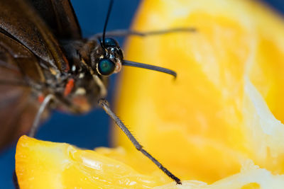 Close-up of butterfly on flower