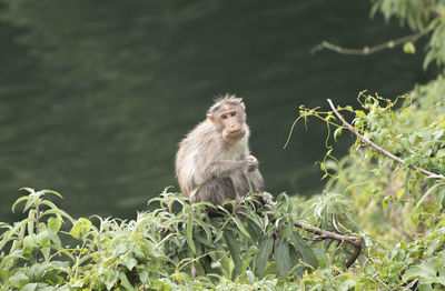 Lonesome monkey looking into camera