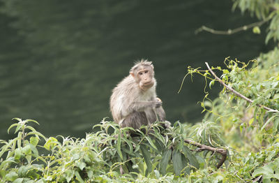 Monkey looking away on tree