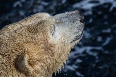 High angle close-up of bear