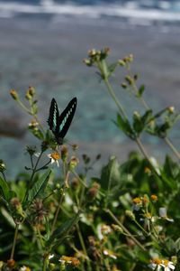 Close-up of butterfly on plant