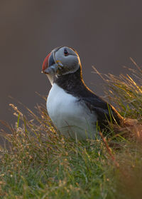 Close-up of duck on field